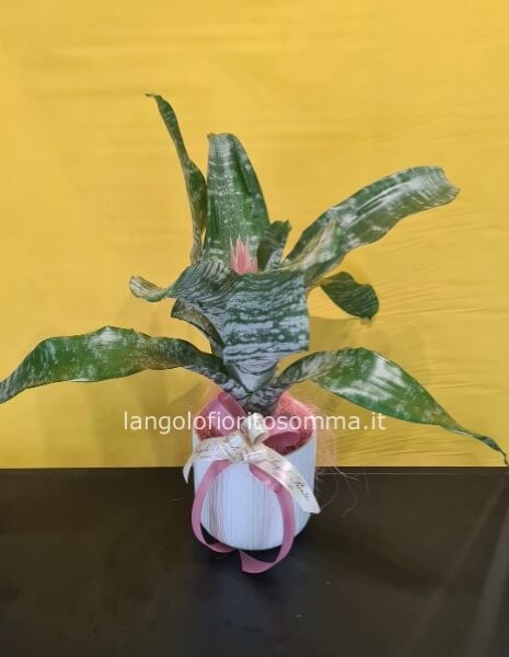 Bilbergia.