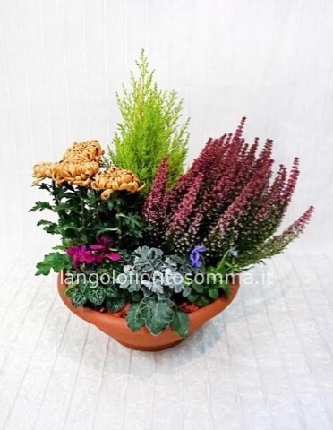 ciotola funebre di piante