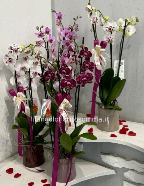 Orchidea 3 rami