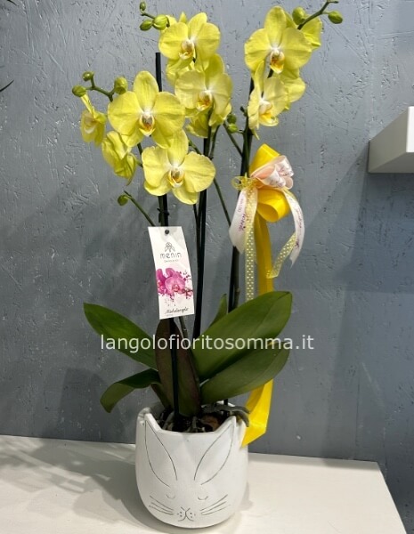 Orchidea 3 rami