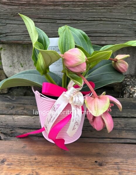 Medinilla 