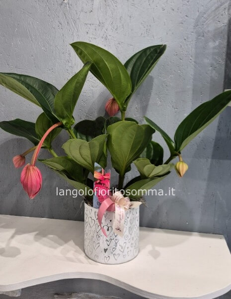 Medinilla
