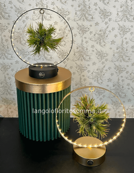 Tillandsia aerea