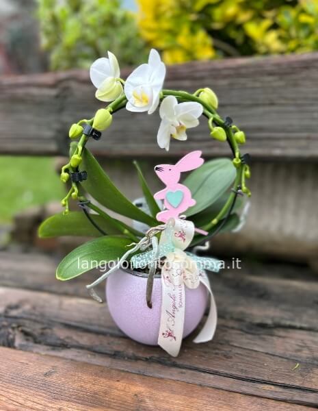 Orchidea nana ramo singolo con vaso in ceramica 