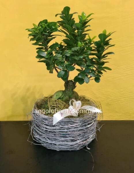 Ficus ginseng con caspò in ceramica
