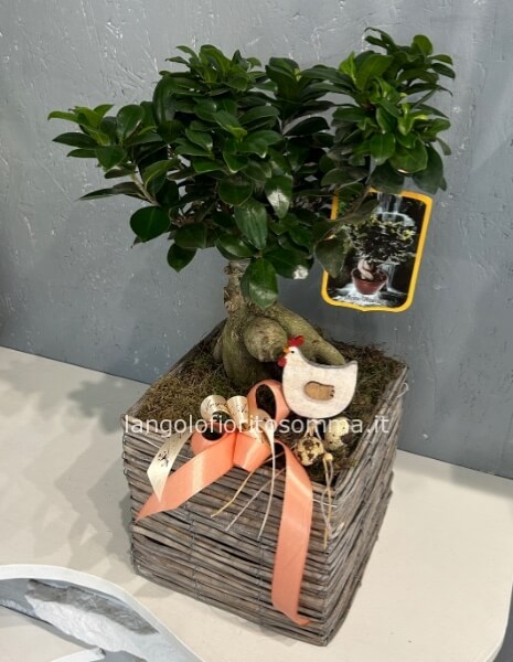 Ficus ginseng