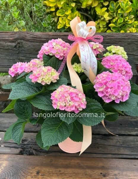 Ortensia rosa con latta 