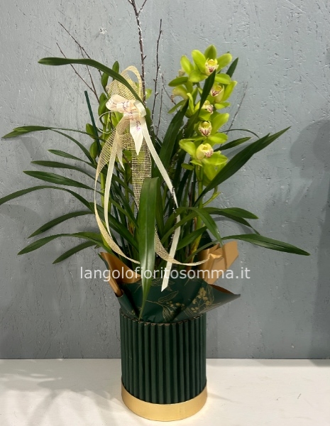 Cymbidium con cappelliera