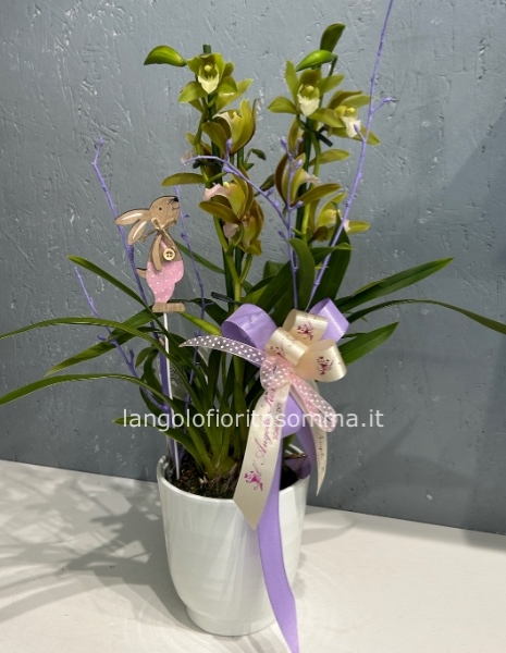 Mini Cymbidium verde
