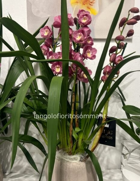 Cymbidium