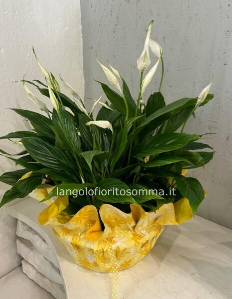 Spathiphyllum ciotola