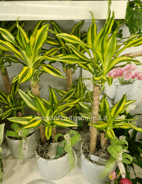 Dracena con vaso in ceramica h85 circa