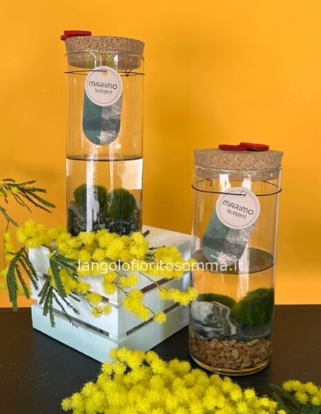 Coppia di Marimo