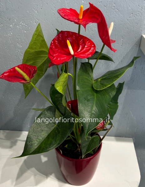 Anthurium Gigante