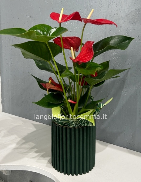 Anthurium rosso