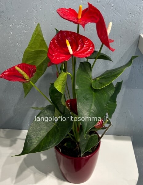 Anthurium Gigante