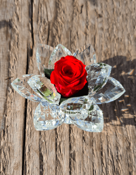 Ninfea piccola ROSSO