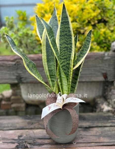 Sanseveria con vaso in ceramica 