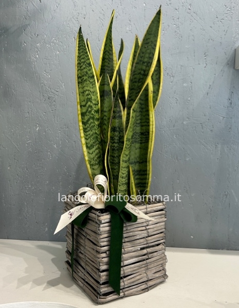 Sanseveria Trifasciata