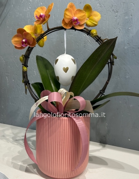 Orchidea Abbraccio a fiore gigante