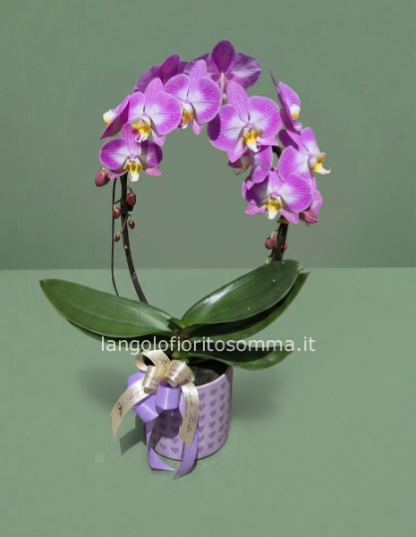 Orchidea Abbraccio Kiara