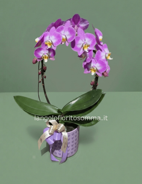 Orchidea Abbraccio Kiara