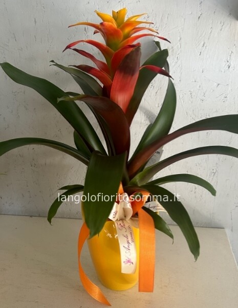 Bromelia