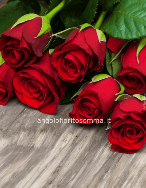 Rosa rossa