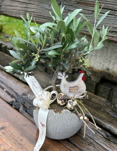 Ulivo bonsai in orcio