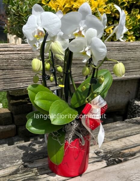 Orchidea Fontana 5 rami