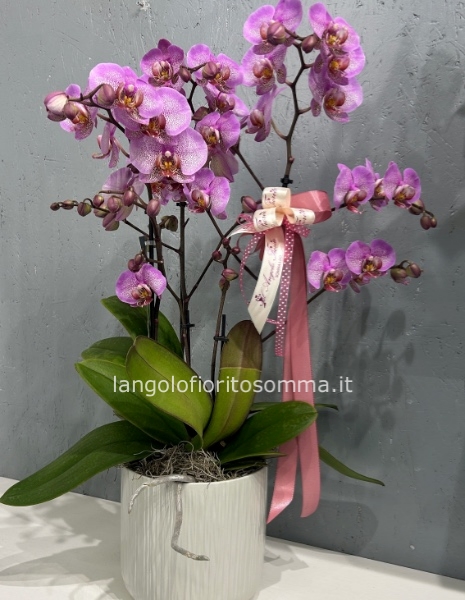 Orchidea Multiflora 5 rami