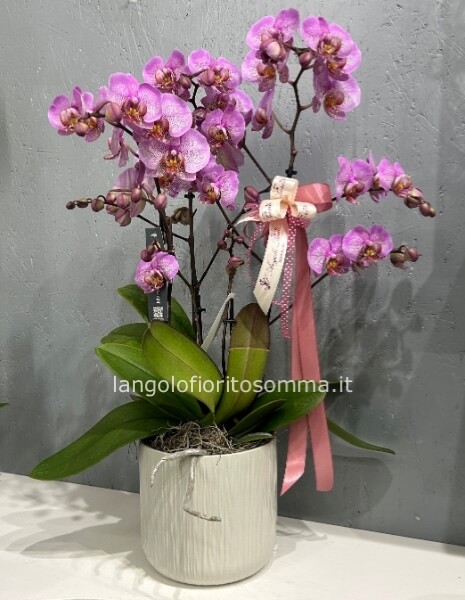 Orchidea Multiflora 6 rami