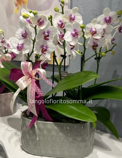 Orchidea Multiflora 12 rami