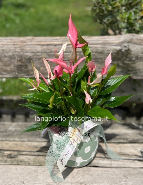 Anthurium  rosa millefiori in ceramica