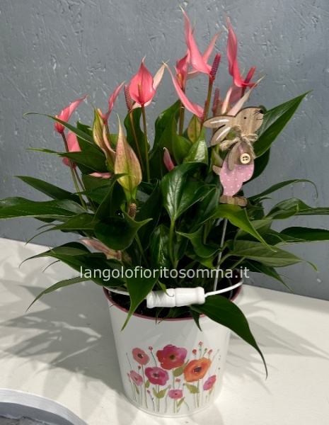 Anthurium million flowers rosa