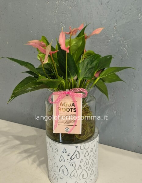 Anthurium Lilli Rosa in Idroponica