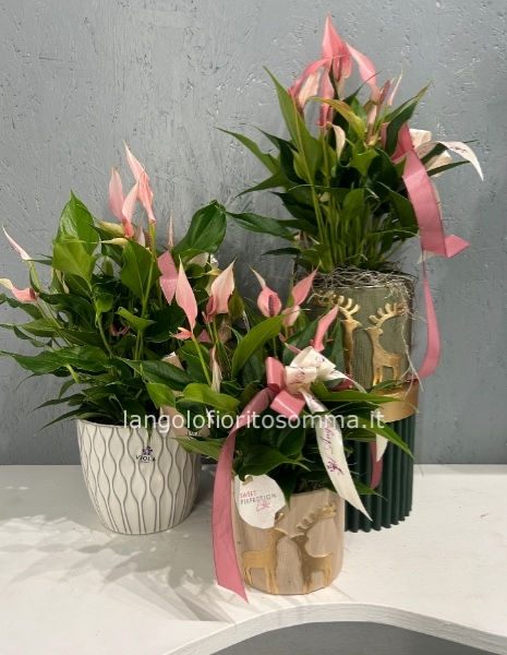 Anthurium million flowers rosa