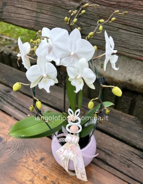 Orchidea Doppia Cascata