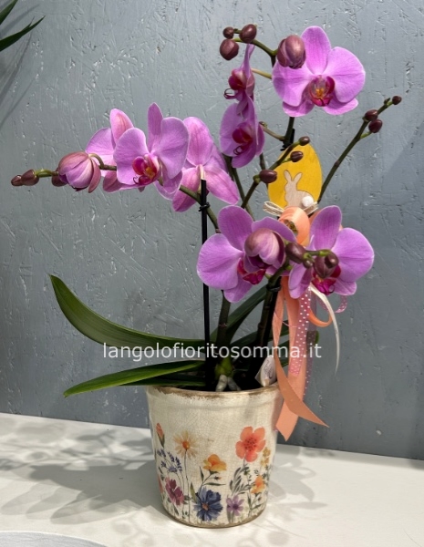 Orchidea Tablo rosa gigante