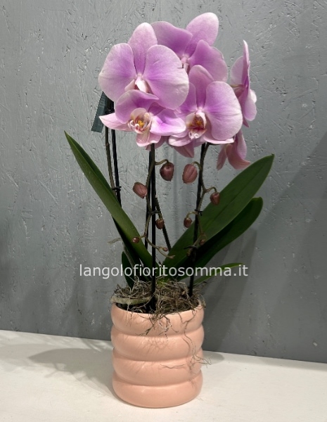 Orchidea doppia cascata fiore gigante
