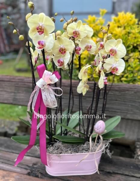 Orchidea doppia 