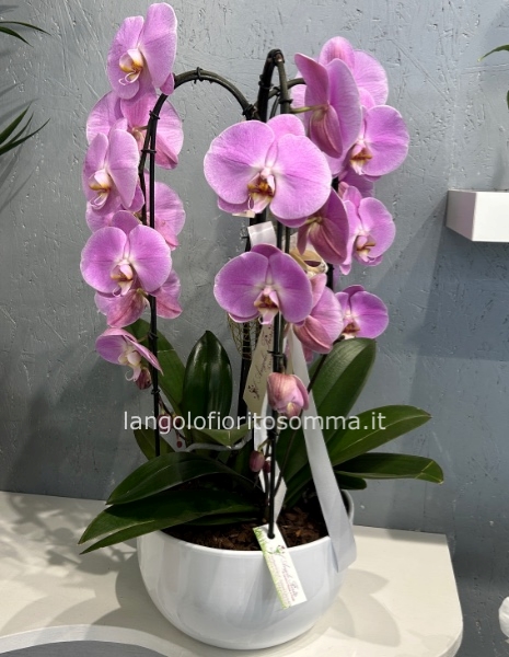 Composizione tripla cascata gigante