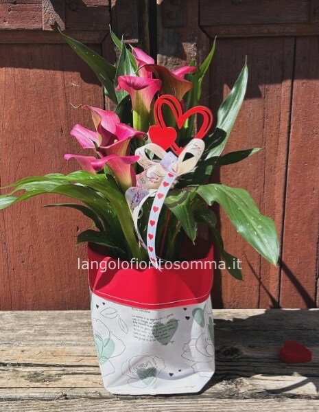 Calla colorata