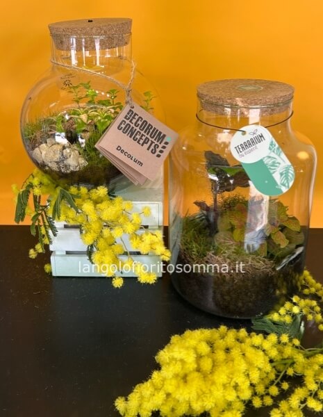 Terrarium medio altezza 26cm  diametro 16cm.