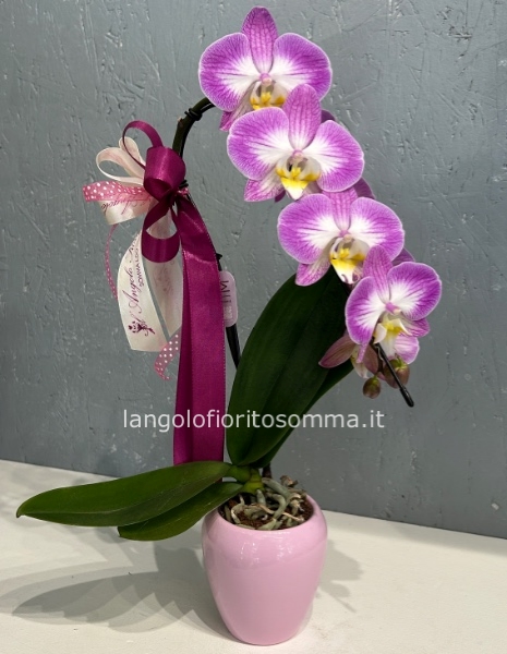 Mini orchidea Cigno