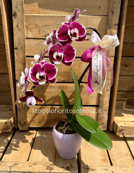 Orchidea Cigno