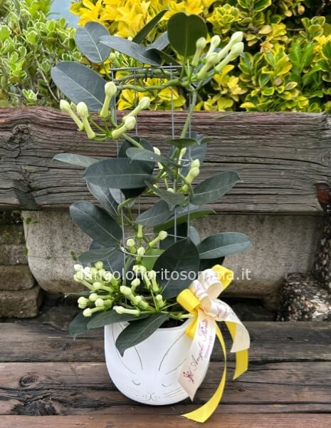 Dendrobium con vaso ceramica