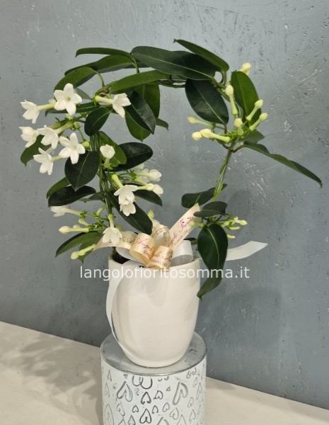 Orchidea Stephanotis