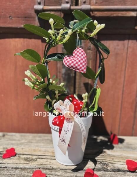 Gelsomino da interno Stephanotis
