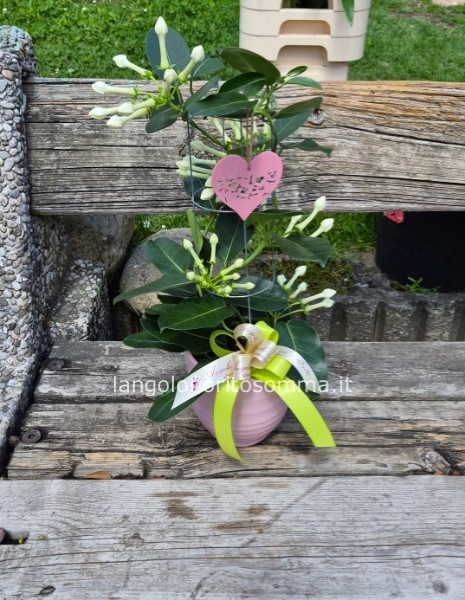 Gelsomino da interno Stephanotis